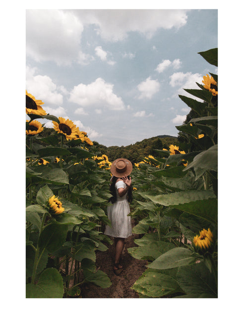 Wandering Sunflower